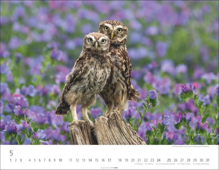 Produktbild Eulen Kalender 2026 (44 x 34 cm)