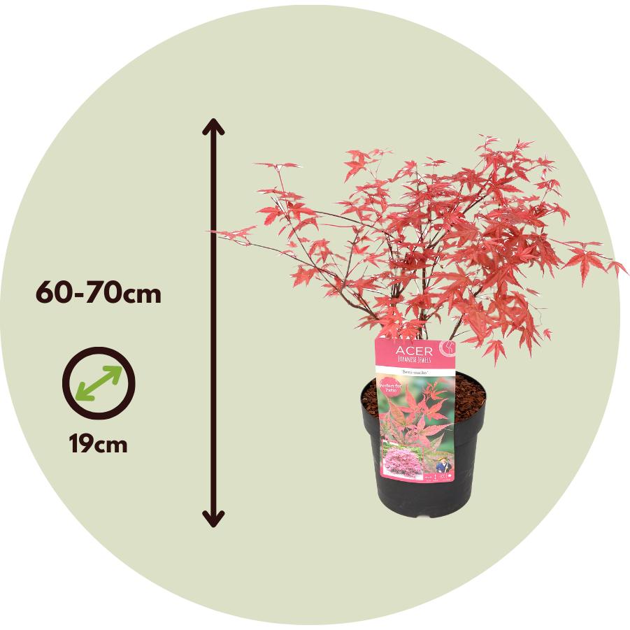 Thumbnail - Plant in a Box, Pflanzen, Acer palmatum 'Beni Maiko' - Ahorn Baum (70 cm)