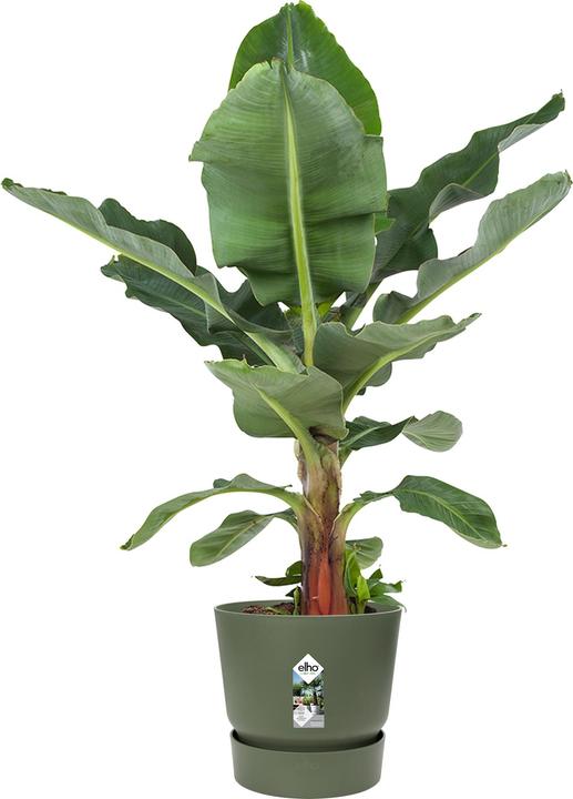 Produktbild Elho Greenville (29.50 cm)