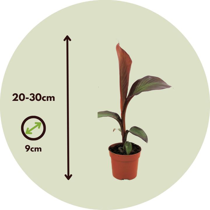 Produktbild Plant in a Box Ensete ventricosum Maurelli - 2er Set Rote Banane (20 cm)