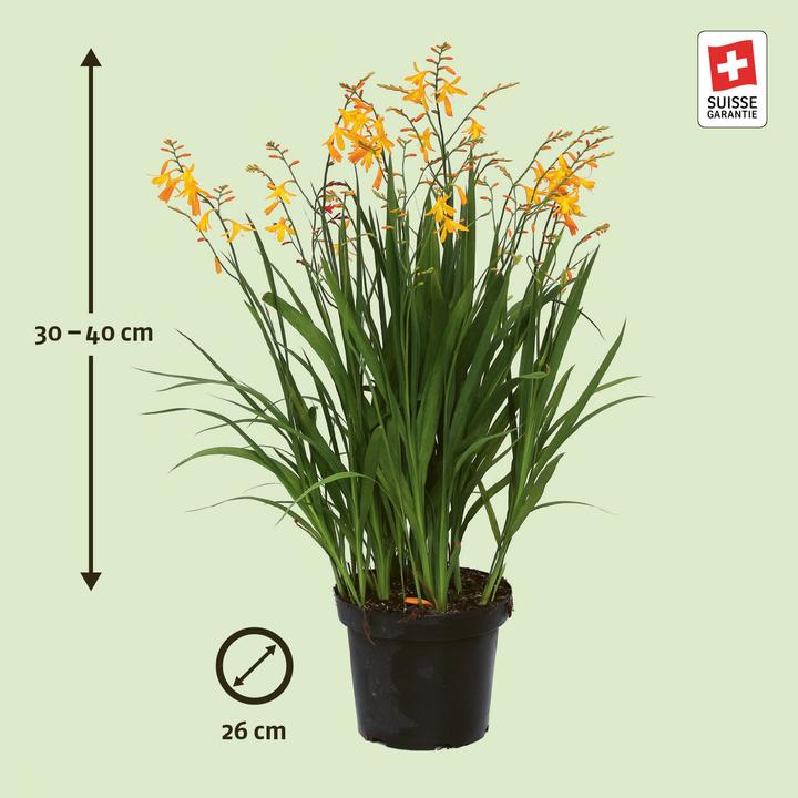 Produktbild Zulauf Crocosmia croc. (x) 'George Davidson' / Monbretie 'George Davidson' (30 cm)