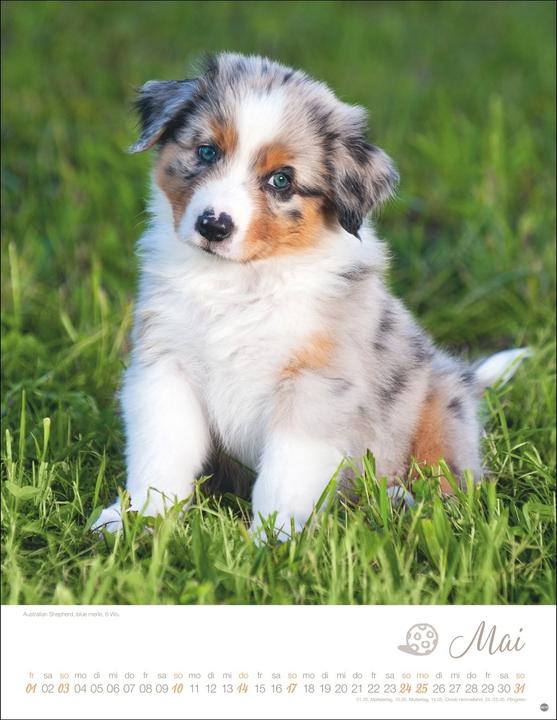 Actual product image Hundekinder Posterkalender 2026