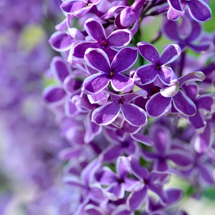 Produktbild Plant in a Box Syringa Bloomerang Dark Purple - Flieder (55 cm)