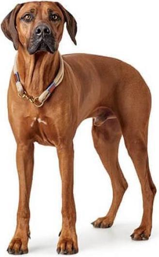 Actual product image Hunter Collar Sansibar Rantum (50, Dog)