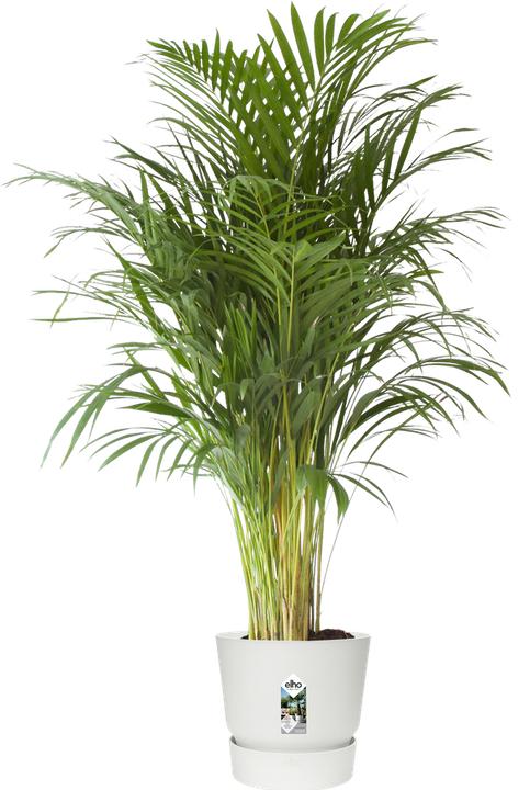Actual product image Elho Greenville Round (39 x 36.80 cm)