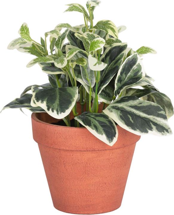 Produktbild Kave Home Aucuba (22 cm)