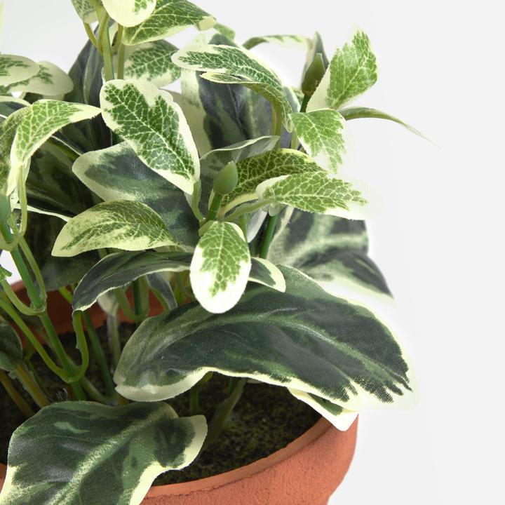 Produktbild Kave Home Aucuba (22 cm)