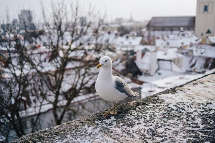 Produktbild Samyang AF 35mm F1.8 P FE (Sony E, Vollformat)
