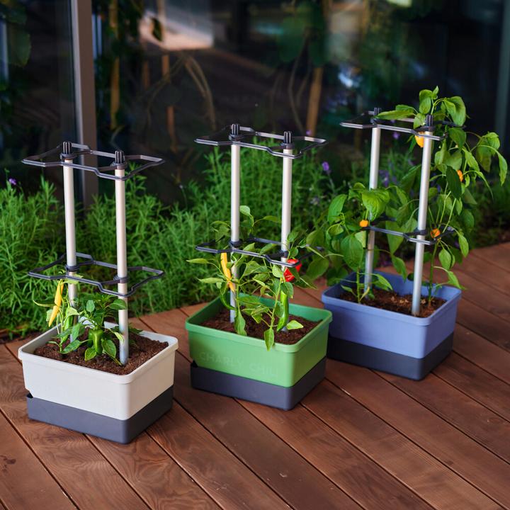 Produktbild Gusta Garden Charly Chili (35 cm)