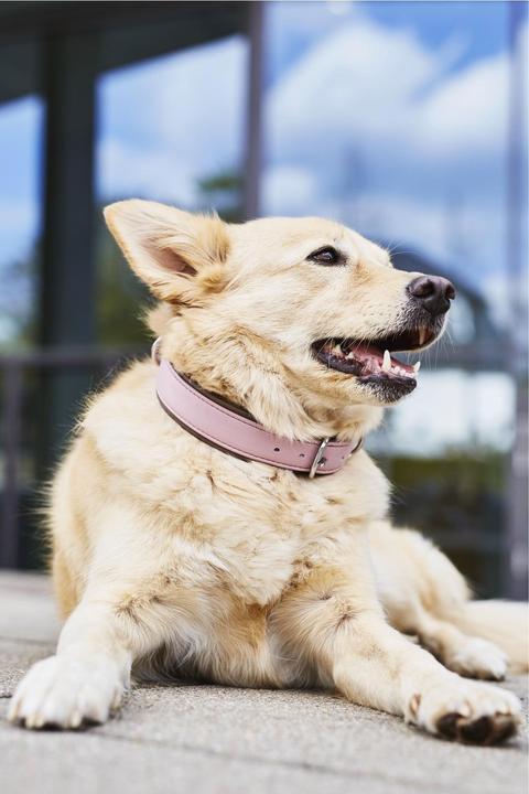 Image du produit Laboni Collier Nappa Amici M (M, Chien, Général)