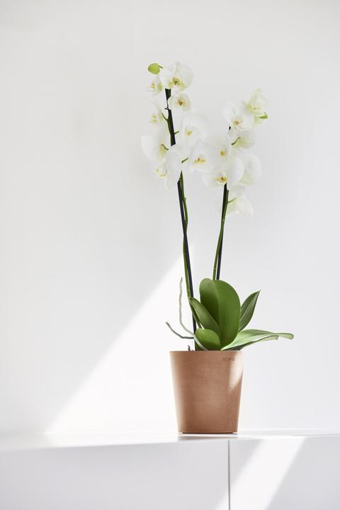 Produktbild Ecopots Morinda