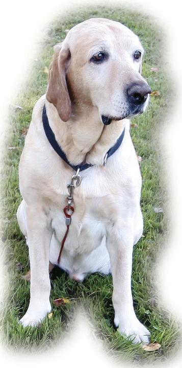 Produktbild Kerbl Set Gartenleine (Hund)