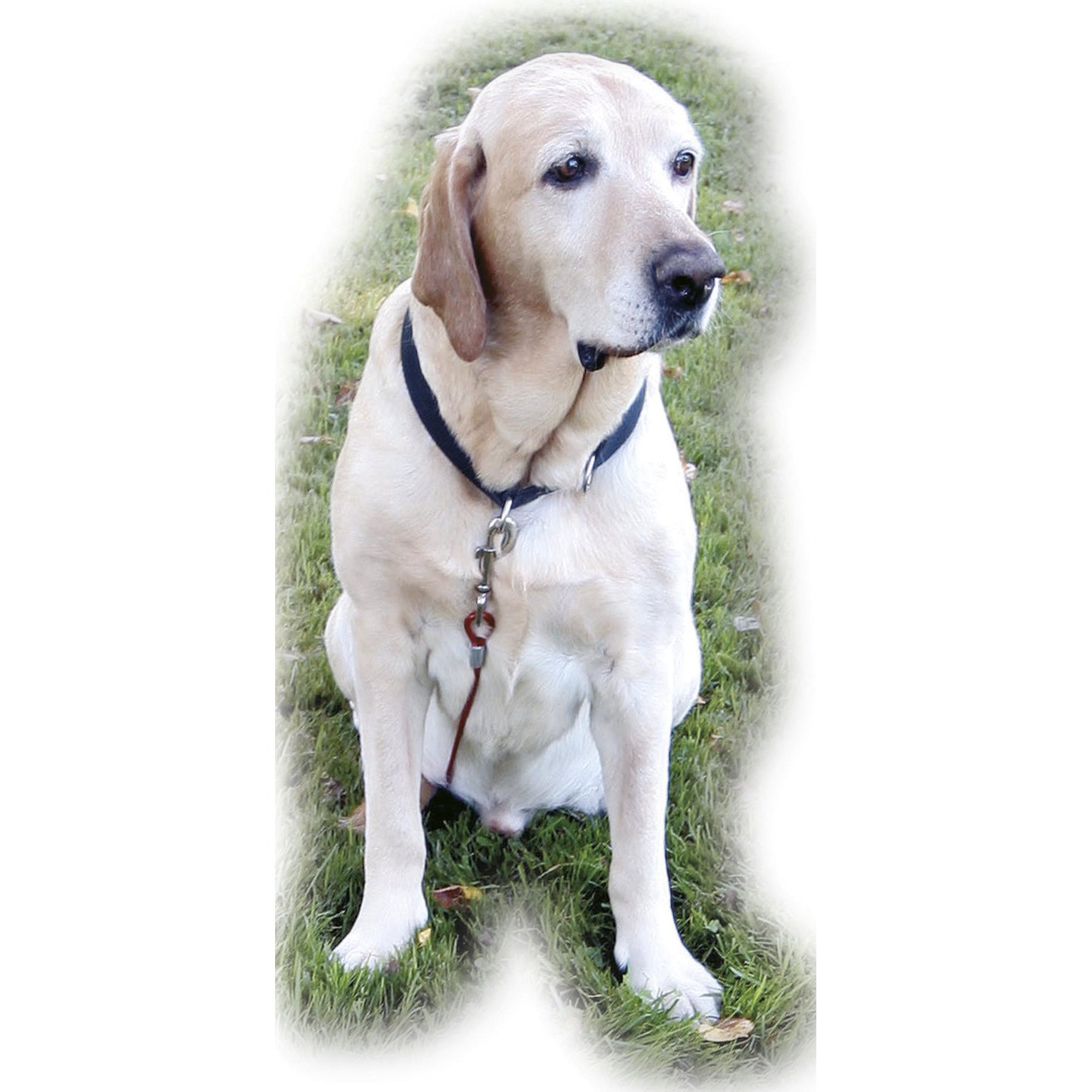 Thumbnail - Kerbl Set Gartenleine (Hund), Halsband + Leine