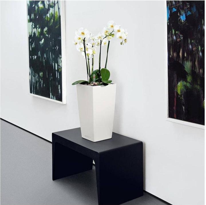 Actual product image Lechuza Classico Color