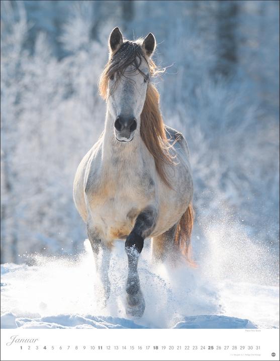 Produktbild Pferde Classics Posterkalender 2026