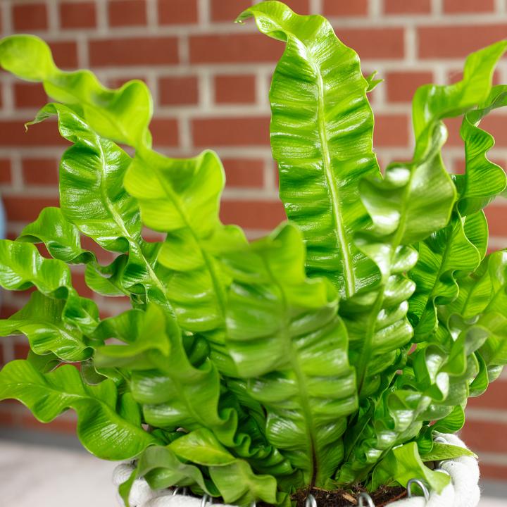 Produktbild Flowerbox Nestfarn - Asplenium nidus 'Crispy Wave' (25 cm)