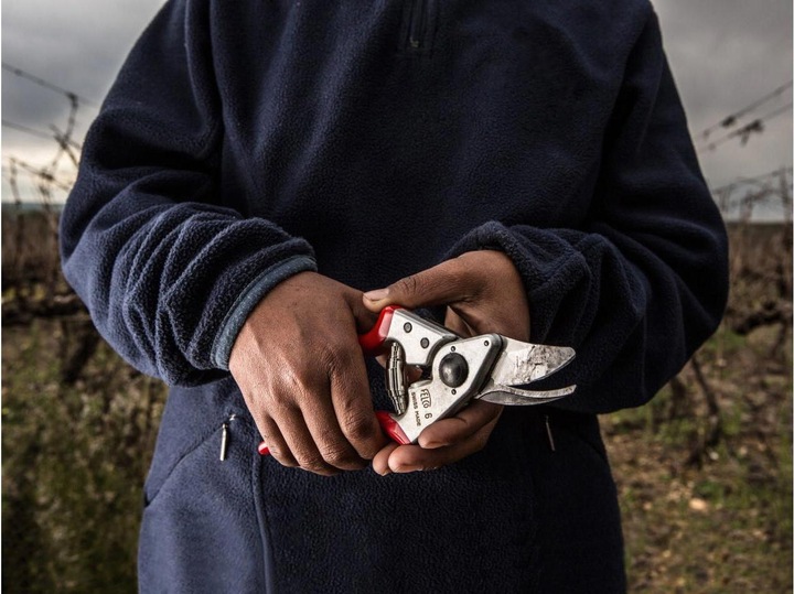Actual product image Felco Garden shears 6
