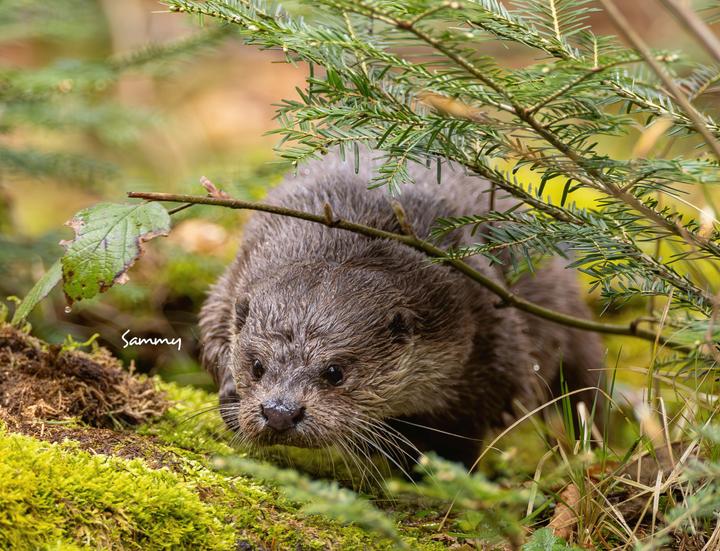 Produktbild Otter Kalender 2026 Wandkalender Eintragkalender