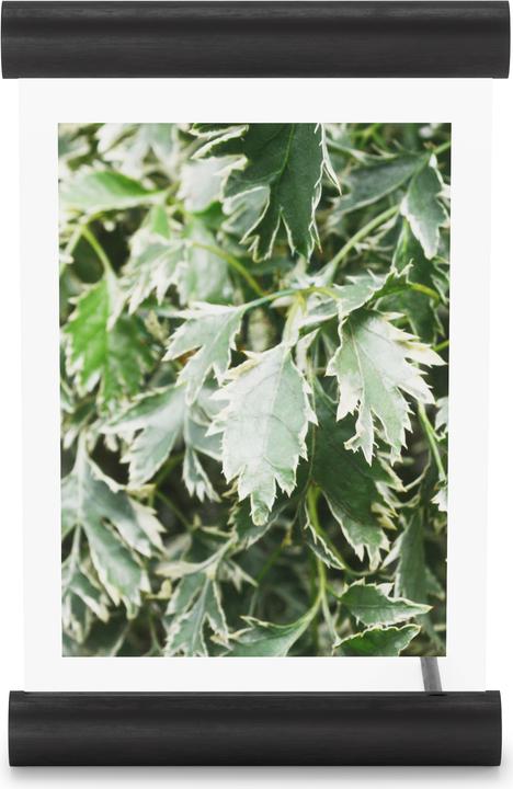 Immagine prodotto Umbra Scroll (13 x 18 cm)