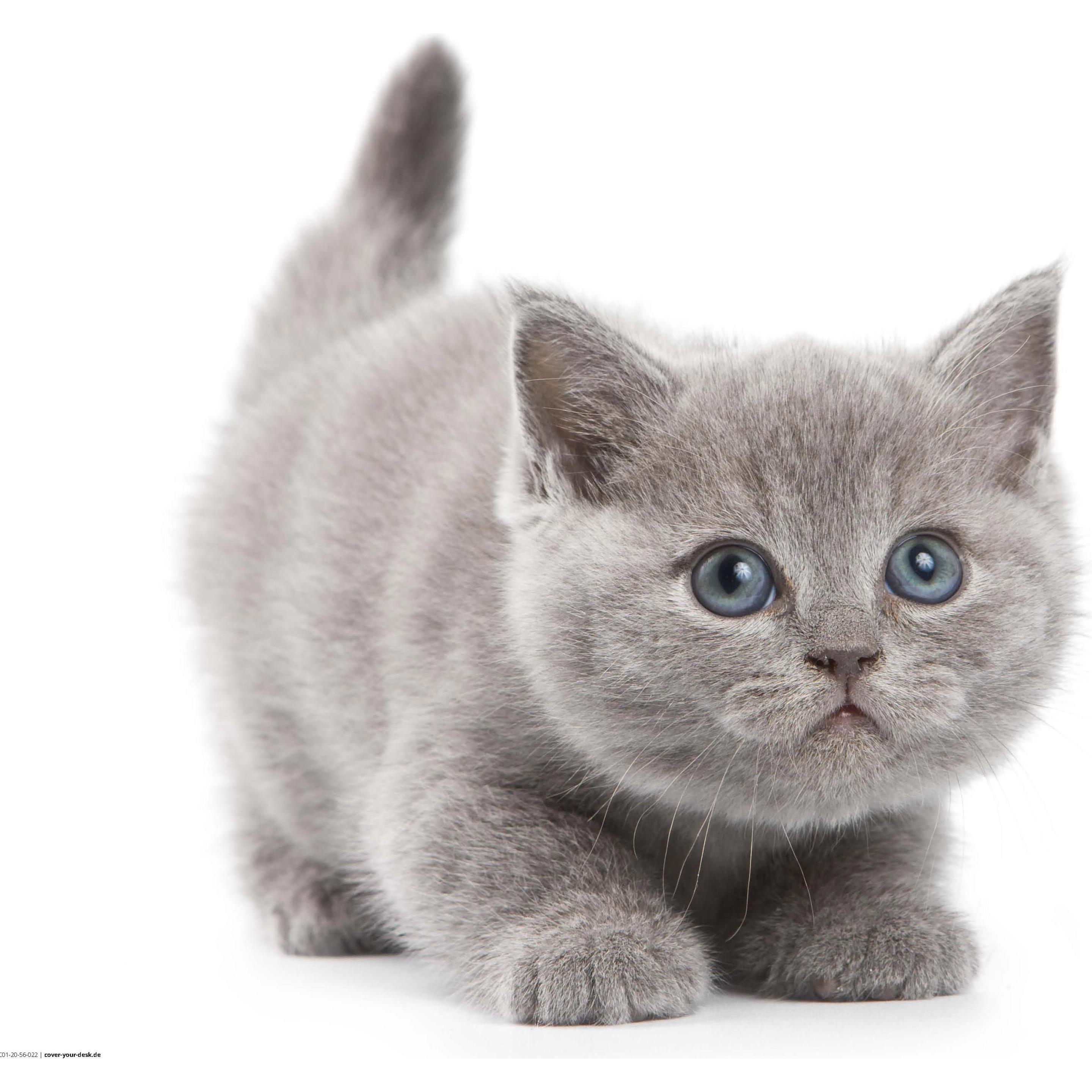 CoverYourDesk, Unterlage, Schreibtischunterlage Süsse graue Katze