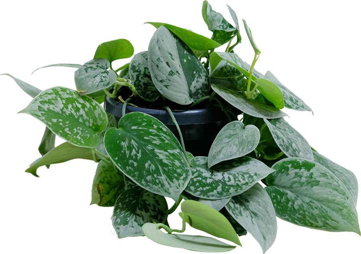 Immagine prodotto VEG and the City Lova (Edera argentata - Scindapsus pictus silver ann)