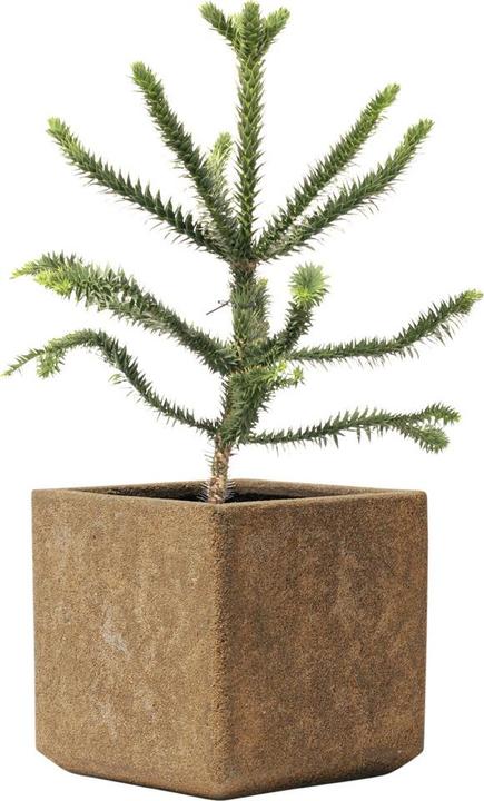 Produktbild Kirschke Rockline (45 cm)