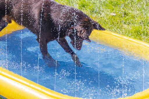 Immagine prodotto Beeztees Palmiro (Piscina per cani)