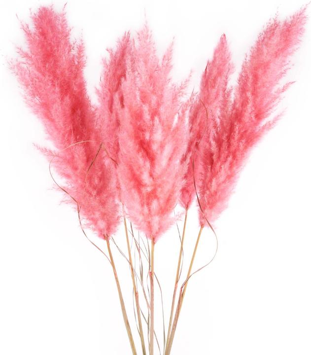 Geschenkkörbe CH Pampasgras Trockenblumen, extra, pink-rosa, 5 Stk. (Pampasgras, 5x)