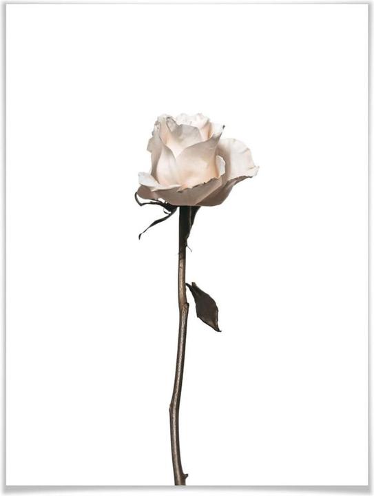 Image du produit Trenddeko Die weisse Rose (30 x 40 cm)