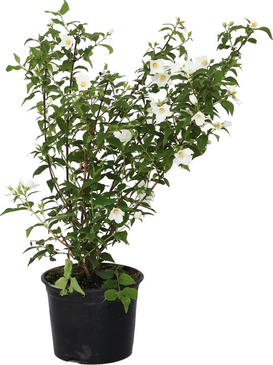 Actual product image Zulauf Mock Orange (60 cm)