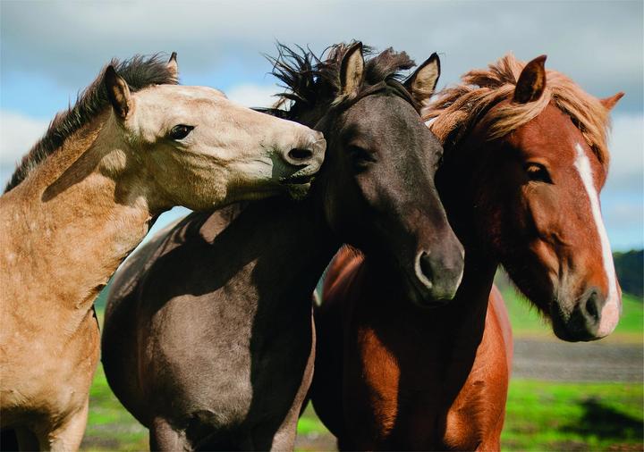 Actual product image Dino Puzzle Colourful Horses XXL 300 pieces (300 pieces)