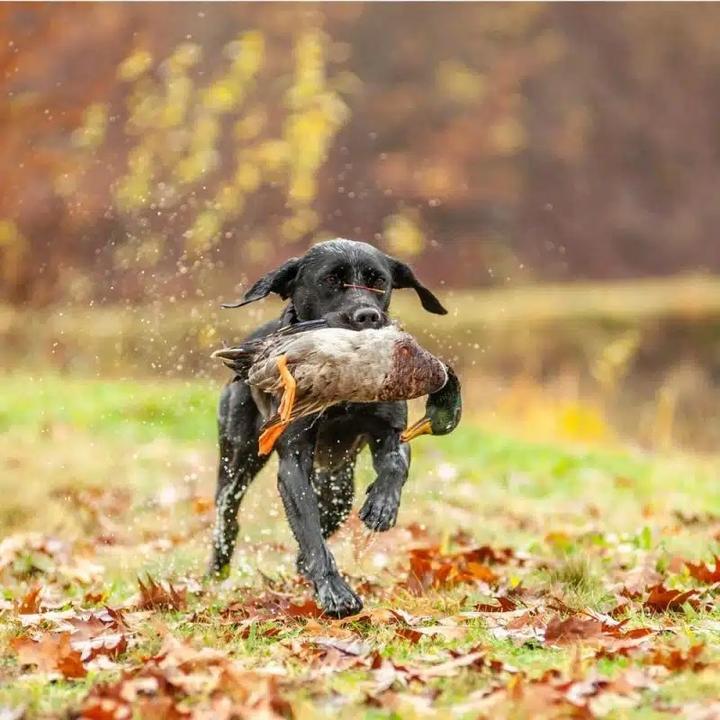 Immagine prodotto Magnetar Magnete antigrandine - 110Kg - 5MM