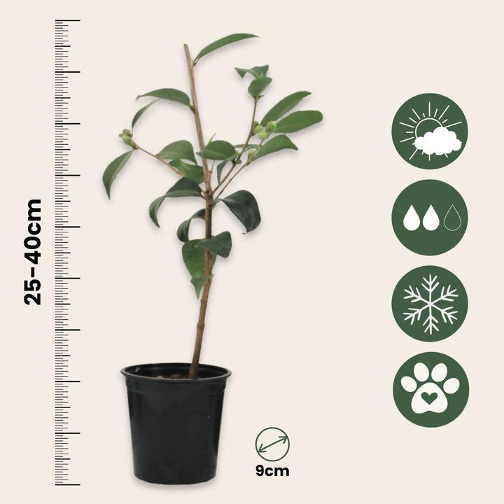 Produktbild Plant in a Box Camellia japonica Bonomiana - 3er Set Japanische Rosen (25 cm)