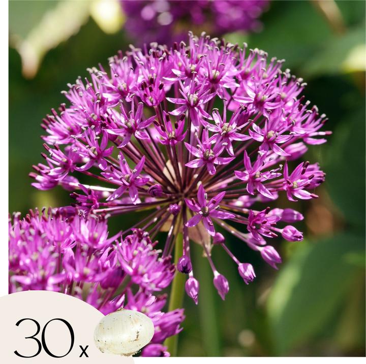 Produktbild Plant in a Box Allium Purple Sensation - 30er-Set (10 cm)