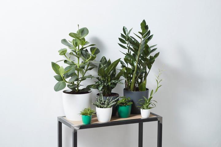 Produktbild Elho Brussels (16 cm)
