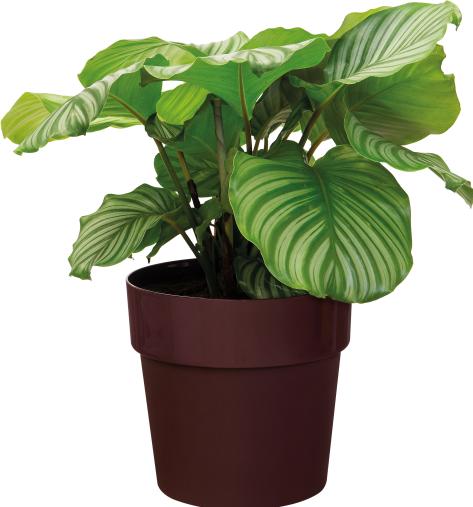 Actual product image Elho b.for original (18 cm)