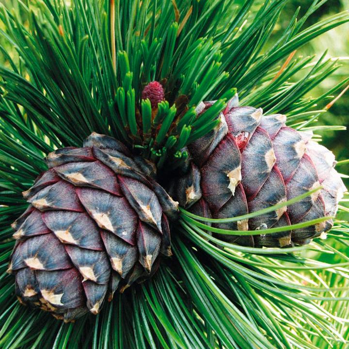 Immagine prodotto Nature's Design Pinus Cembra profumo legno (10 ml)