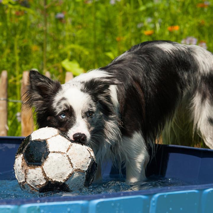Actual product image Relaxdays Dog pool (Dog pool)