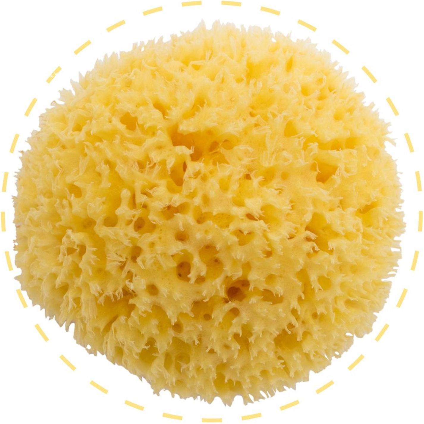 Bellini Meeresschwamm klein (SA10)