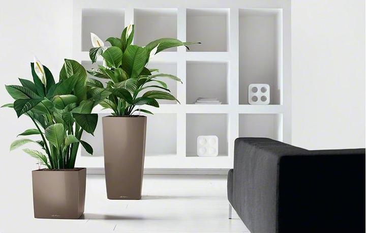 Produktbild Lechuza Cube 30 (29.50 x 29.50 x 30 cm)