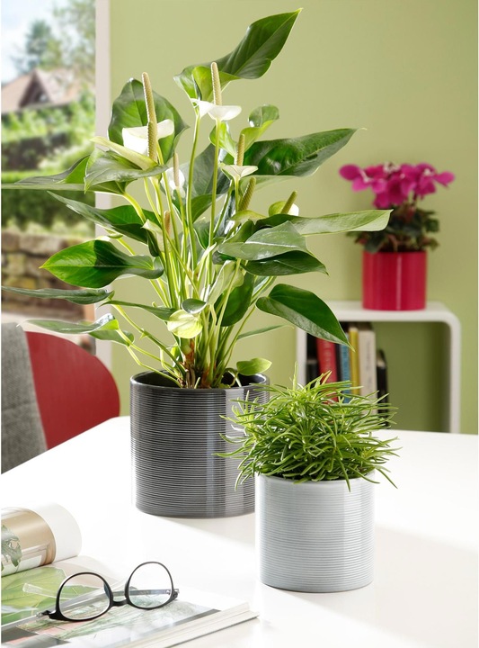 Produktbild Scheurich Glass Grey (19 cm)