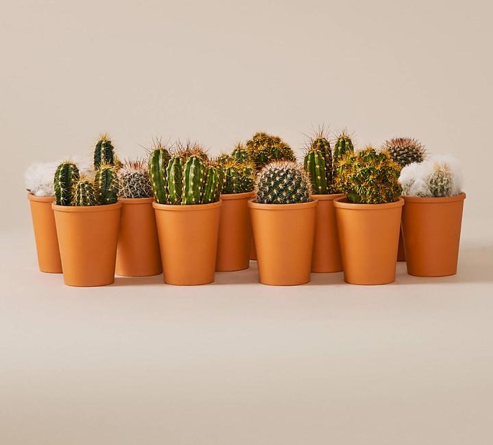 Mary and Plants Mini-Kaktus mit Terrakotta Topf - kaufen bei Galaxus -  Galaxus