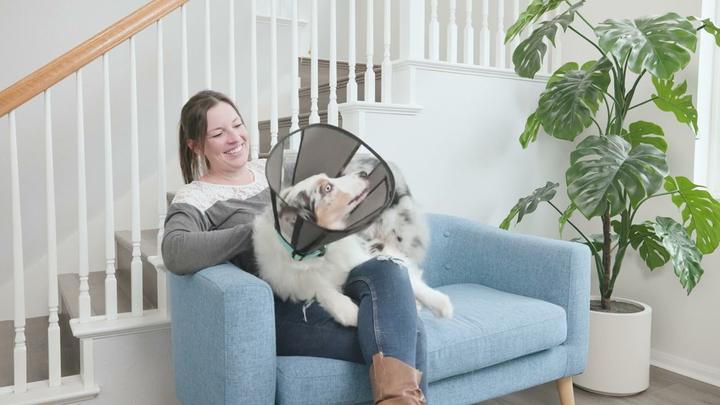 Produktbild ZenPet Procone L (Katze, Hund)