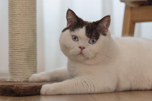 Image du produit Beeztees Bz Arbre à Chat Gina XL Brun 40x (90 cm, Marron)