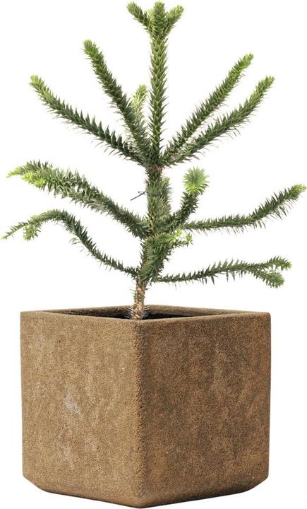 Actual product image Kirschke Rockline (25 cm)