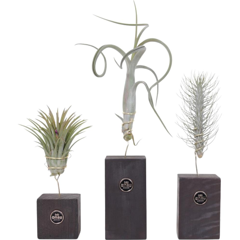 Plant in a Box, Pflanzen, Tillandsia - 3er Mischung Tillandsien Burnt Wood Trio (30 cm)
