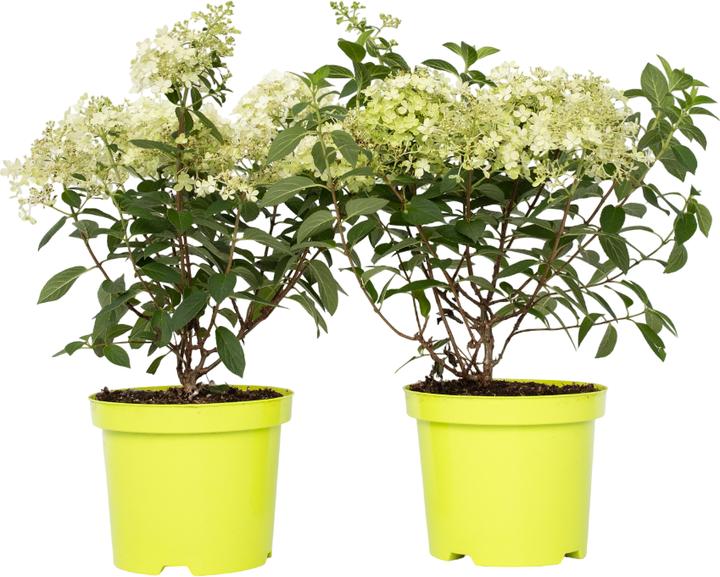 Actual product image Plant in a Box Hydrangea paniculata "Bobo" - Hydrangea set of 2 (25 cm)