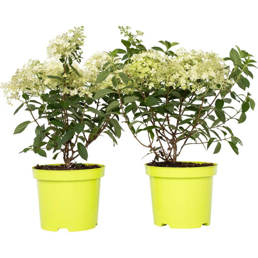 Plant in a Box, Pflanzen, Hydrangea paniculata “Bobo” - 2er Set Hortensie (25 cm)