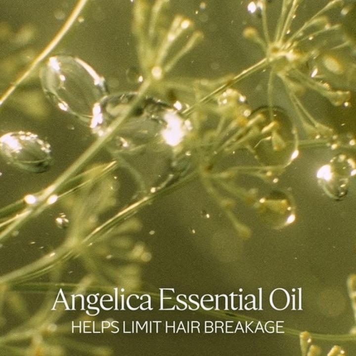 Actual product image L'Occitane Intensive Repair (500 ml, Liquid shampoo)