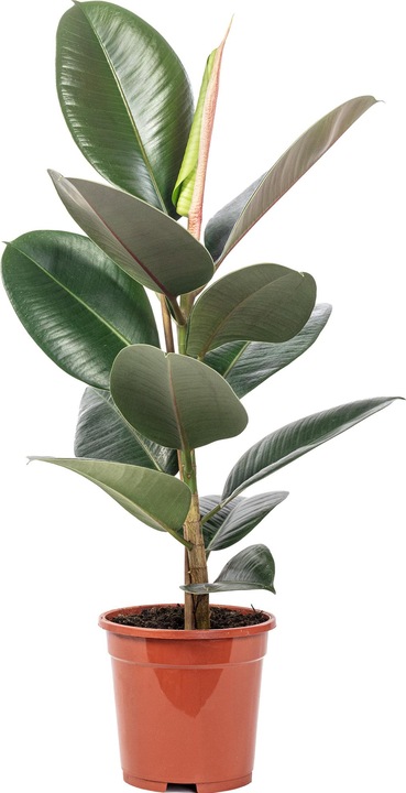 Actual product image Flowerbox Rubber tree - Ficus elastica Robusta (50 cm)